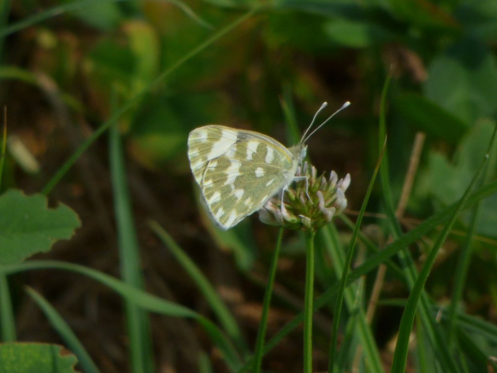 Pontia daplidice? No, P. edusa, Pieridae